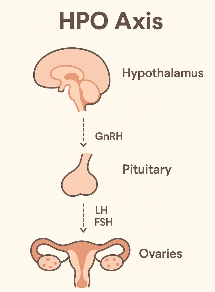 a digram of the HPO axis, with the hypothalamus, leading to an arrow with GnRH, leading to an arrow with Pituitary, leading to an arrow with LH, FSH, and the ovaries